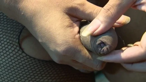 third world media movies: Big Cock Joy for Cookie Jenny